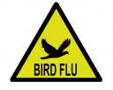 birdflu